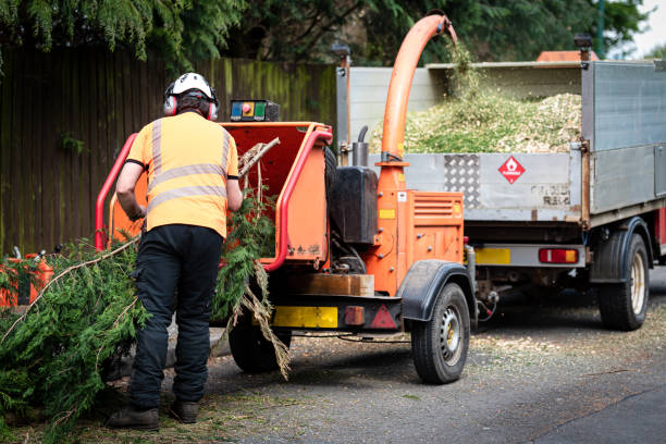 Professional Tree Service in Caldwell, TX